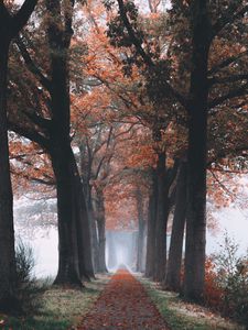 Preview wallpaper autumn, path, forest, trees, foliage