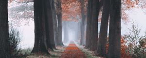 Preview wallpaper autumn, path, forest, trees, foliage
