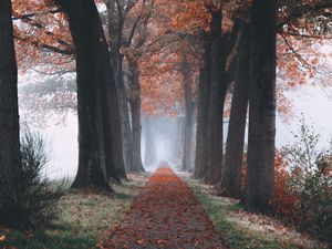 Preview wallpaper autumn, path, forest, trees, foliage