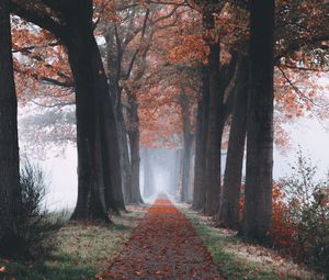 Preview wallpaper autumn, path, forest, trees, foliage