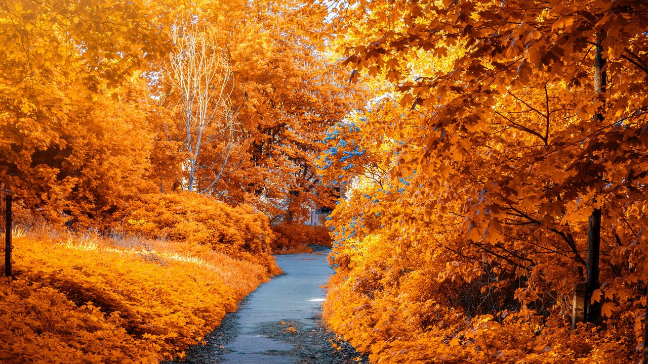 Wallpaper autumn, path, park, foliage