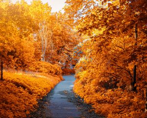 Preview wallpaper autumn, path, park, foliage