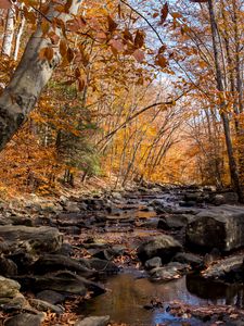 Preview wallpaper autumn, river, stream, stones