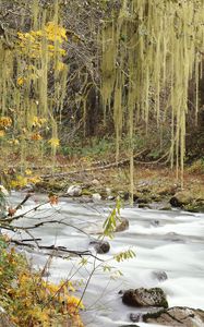 Preview wallpaper autumn, river, trees, leaves, multi-colored, web