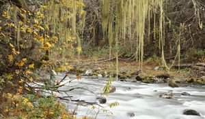 Preview wallpaper autumn, river, trees, leaves, multi-colored, web