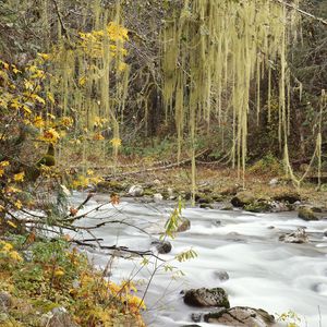 Preview wallpaper autumn, river, trees, leaves, multi-colored, web