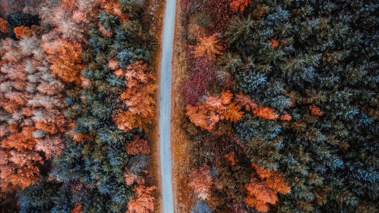 Wallpaper autumn, road, aerial view, trees, forest