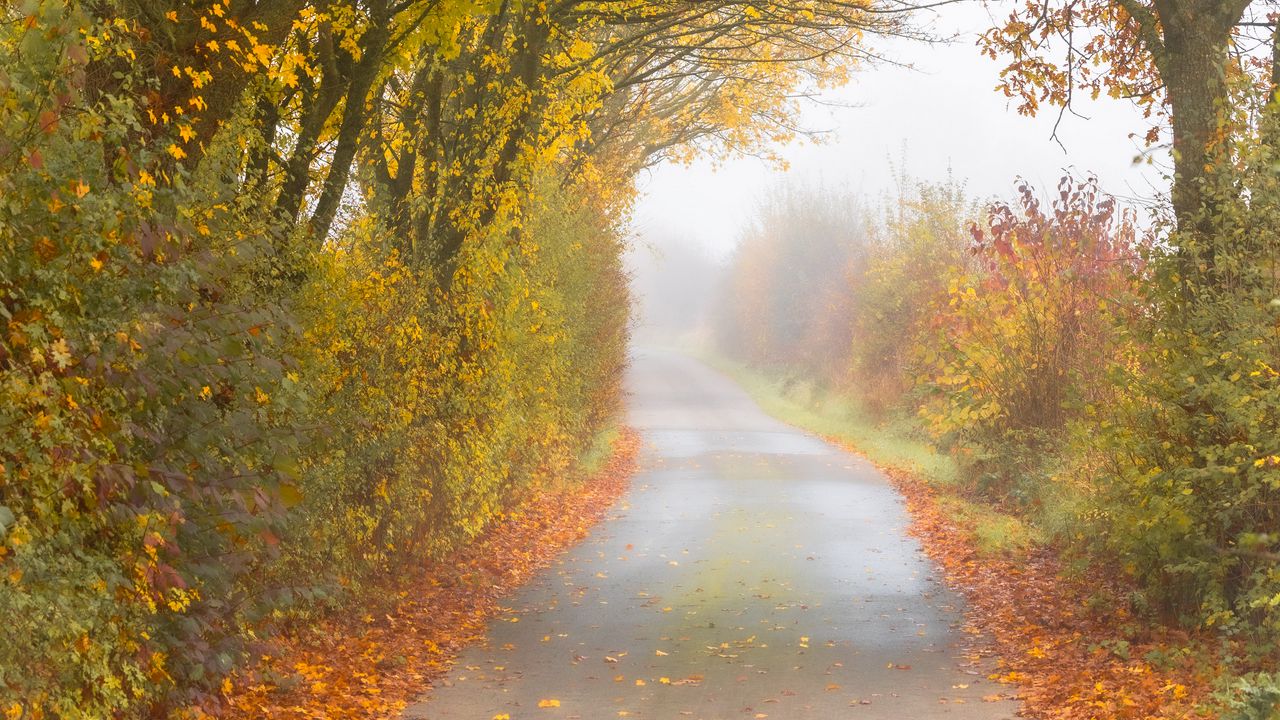 Wallpaper autumn, road, fog, leaves, overcast