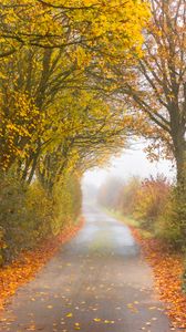 Preview wallpaper autumn, road, fog, leaves, overcast