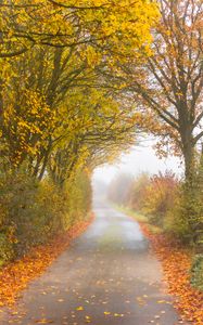 Preview wallpaper autumn, road, fog, leaves, overcast