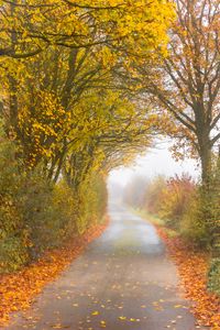 Preview wallpaper autumn, road, fog, leaves, overcast