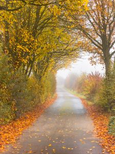 Preview wallpaper autumn, road, fog, leaves, overcast