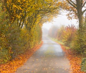 Preview wallpaper autumn, road, fog, leaves, overcast