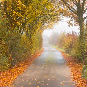 Preview wallpaper autumn, road, fog, leaves, overcast