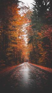 Preview wallpaper autumn, road, trees, forest, asphalt