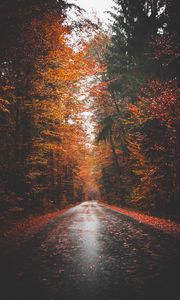 Preview wallpaper autumn, road, trees, forest, asphalt