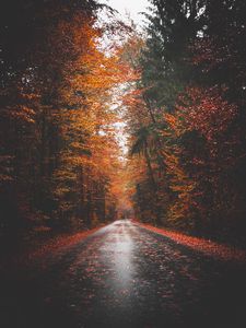 Preview wallpaper autumn, road, trees, forest, asphalt