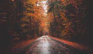 Preview wallpaper autumn, road, trees, forest, asphalt