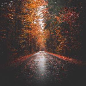 Colorful Fall wallpapers of the week