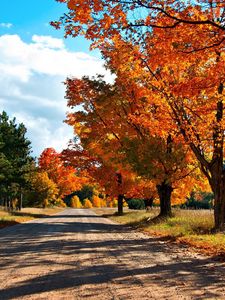 Preview wallpaper autumn, road, trees, leaves, yellow, shades