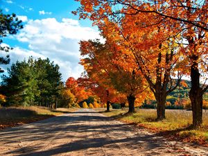 Preview wallpaper autumn, road, trees, leaves, yellow, shades