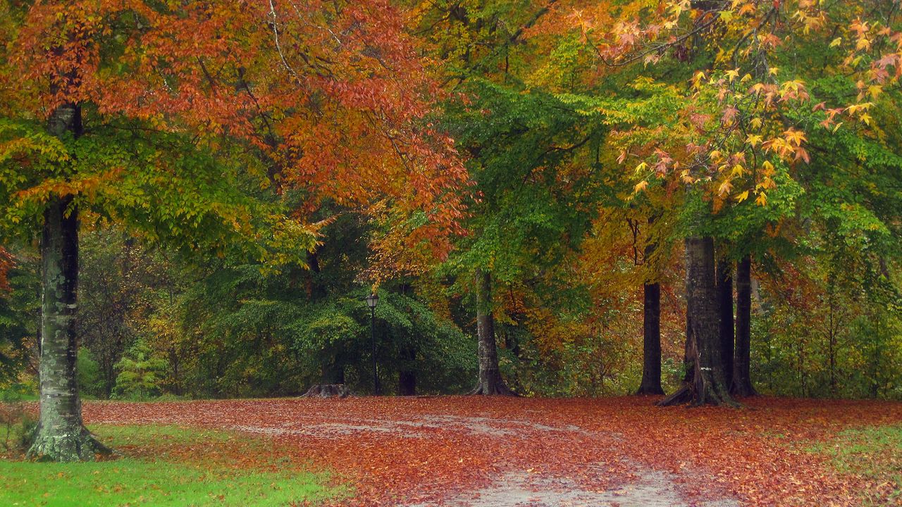 Wallpaper autumn, road, trees, landscape