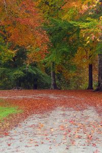 Preview wallpaper autumn, road, trees, landscape
