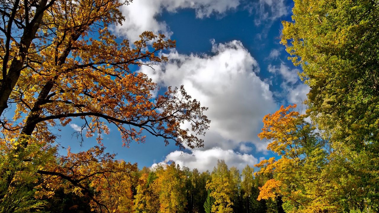Wallpaper autumn, sky, trees, landscape