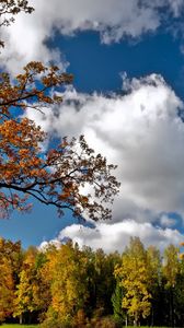 Preview wallpaper autumn, sky, trees, landscape