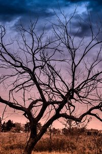 Preview wallpaper autumn, sunset, clouds, tree, landscape