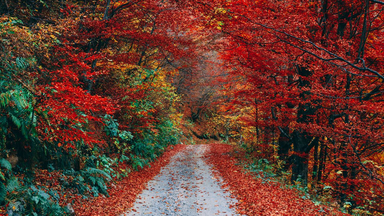 Wallpaper autumn, trail, foliage, fallen
