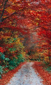 Preview wallpaper autumn, trail, foliage, fallen