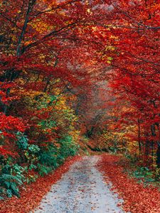 Preview wallpaper autumn, trail, foliage, fallen