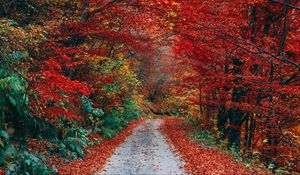 Preview wallpaper autumn, trail, foliage, fallen