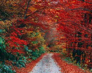 Preview wallpaper autumn, trail, foliage, fallen