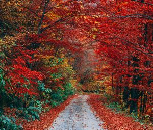 Preview wallpaper autumn, trail, foliage, fallen