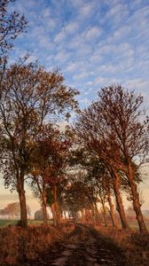 Preview wallpaper autumn, trail, trees, sky