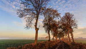 Preview wallpaper autumn, trail, trees, sky