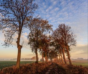 Preview wallpaper autumn, trail, trees, sky