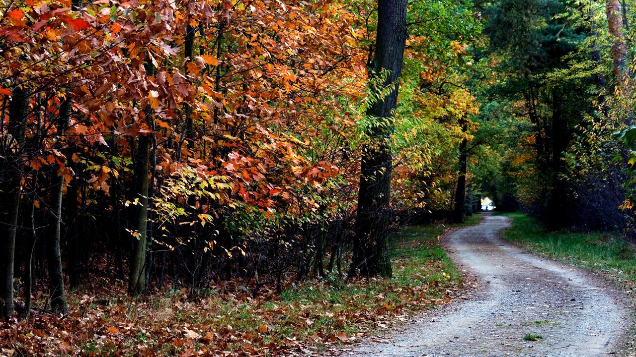 Wallpaper autumn, trail, trees, foliage