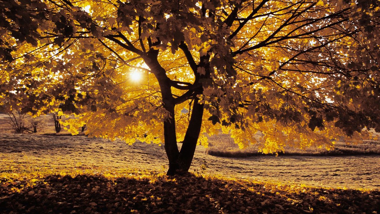 Wallpaper autumn, tree, shadow