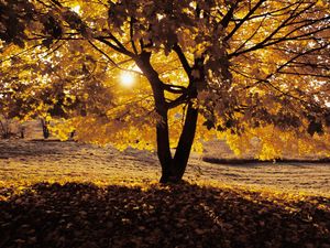 Preview wallpaper autumn, tree, shadow