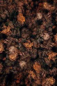 Preview wallpaper autumn, trees, aerial view, forest, autumn colors, tops