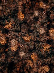 Preview wallpaper autumn, trees, aerial view, forest, autumn colors, tops