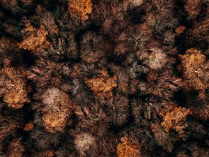 Preview wallpaper autumn, trees, aerial view, forest, autumn colors, tops