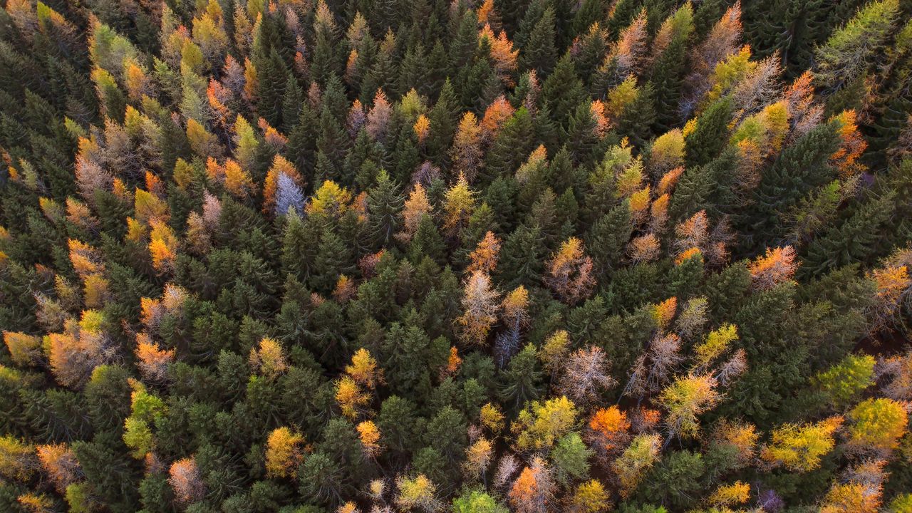 Wallpaper autumn, trees, aerial view, paint autumn, forest