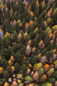 Preview wallpaper autumn, trees, aerial view, paint autumn, forest