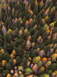 Preview wallpaper autumn, trees, aerial view, paint autumn, forest