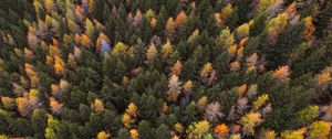 Preview wallpaper autumn, trees, aerial view, paint autumn, forest