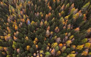 Preview wallpaper autumn, trees, aerial view, paint autumn, forest